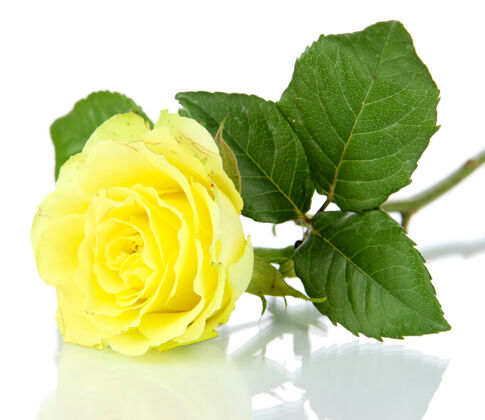 自然美丽的玫瑰隔离在白色花颜色叶