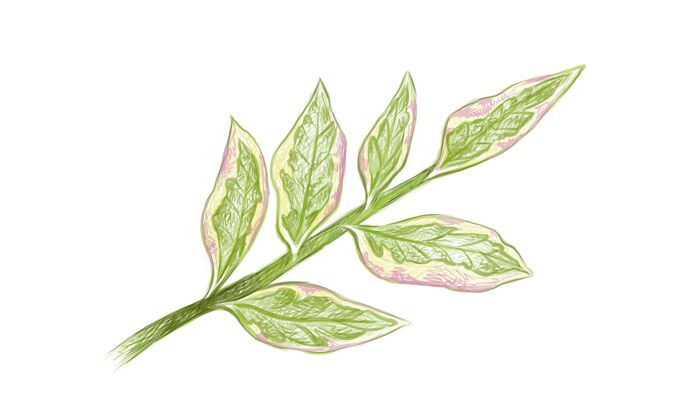 自然山梗草或红鸟仙人掌的插图茎植物手绘