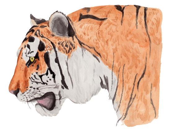 动物一只老虎的水彩肖像在白色的侧面隔离条纹老虎邪恶