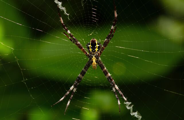 毛茸茸的蜘蛛为它的午餐设了一个陷阱陷阱花园户外