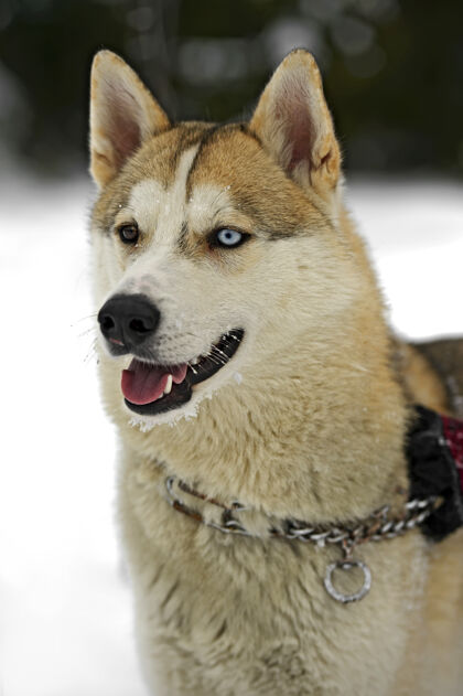 动物哈士奇狗在公园散步冬天野生动物雪