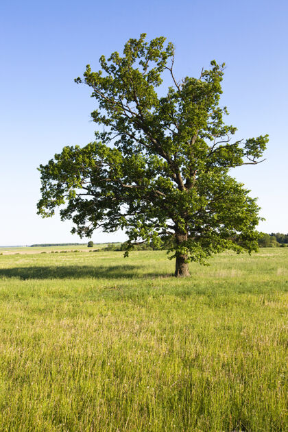 草地生长在农田里的一棵孤独的树夏天背景是一片小树林户外孤独林地