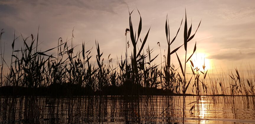 池塘美丽的风景如画的夏季湖泊芦苇与平静的水面在金色的傍晚日落欧洲全景明亮