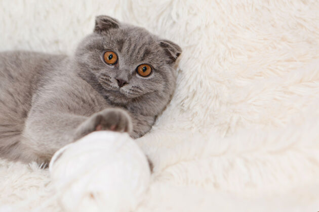 苏格兰苏格兰猫玩毛线球猫动物球