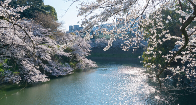 城市春天在公园里 河两岸有美丽的樱花树盛开塔樱花美丽
