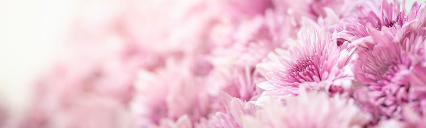 花白色桌面上粉红色菊花的特写与复制空间自然植物 生态封面概念白天树叶花