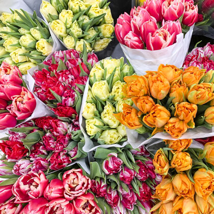 田野豪华的多色郁金香花束荷兰庆祝美丽