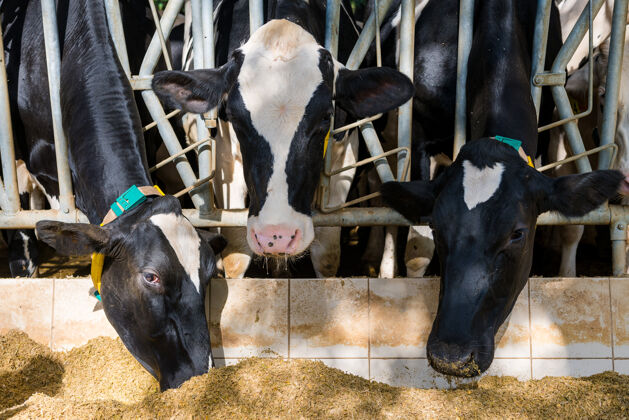 生产三头奶牛在奶牛场的牛棚里吃干草牲畜牛奶工业