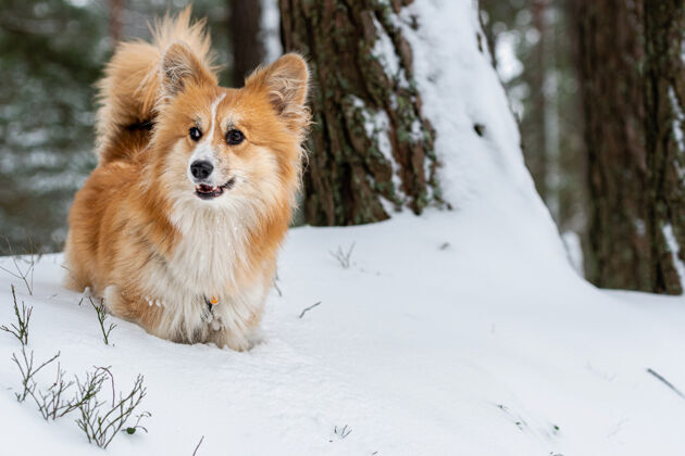 宠物在美丽的冬季森林里散步的威尔士柯基彭布罗克毛茸茸的可爱雪蓬松