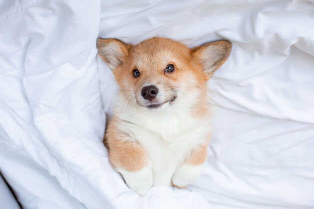 微笑科尔吉小狗躺在毯子下面睡在床上狗品种朋友