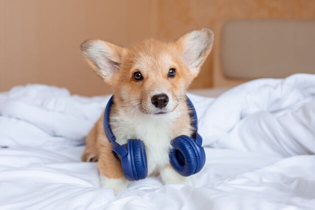 威尔士科吉小狗戴着耳机坐在床上酷搞笑素描