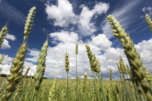 小麦地上长着小麦的幼穗 与蓝天近距离接触叶子土地草地