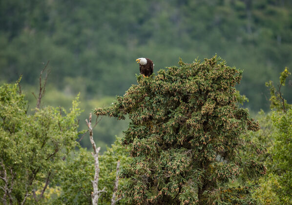 鹰老鹰正坐在一片松林的顶上保护自然野生动物野生自然