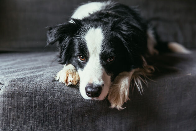 舒适可爱的微笑小狗边境牧羊犬有趣的肖像沙发上的室内狗小狗毛皮