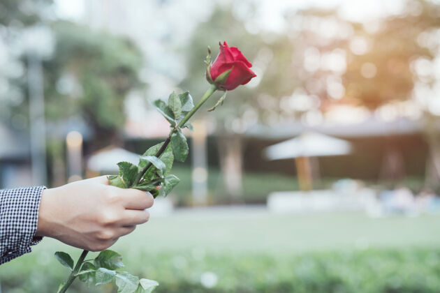 花年轻女子双手捧着红玫瑰 自然美丽的花朵 留着空白的复制空间 在情人节 婚礼或浪漫的爱情观念中留言手指植物绘画