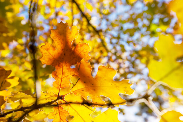 辉光秋天五彩缤纷的黄叶季节结束-上篮植物树庆典