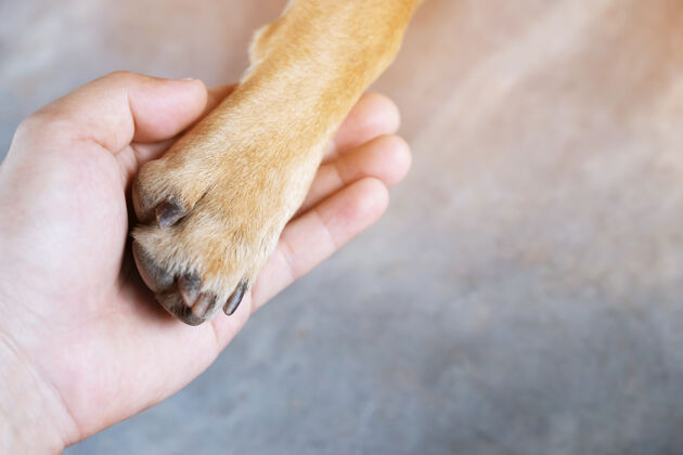 品牌狗爪上有一个斑点 形状像心脏和人的手小狗支持一起