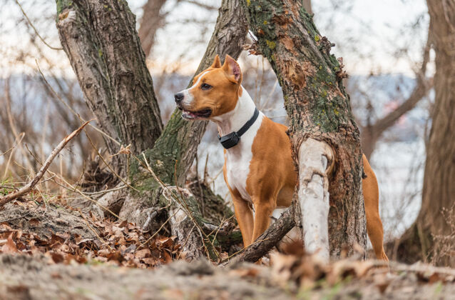 能源美国斯塔福德郡猎犬森林年轻公园里的斯塔福德郡成年猎犬梗户外游戏