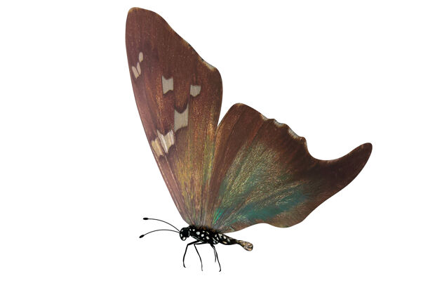 大自然白色背景上孤立的热带彩色蝴蝶苍蝇野生动物收藏