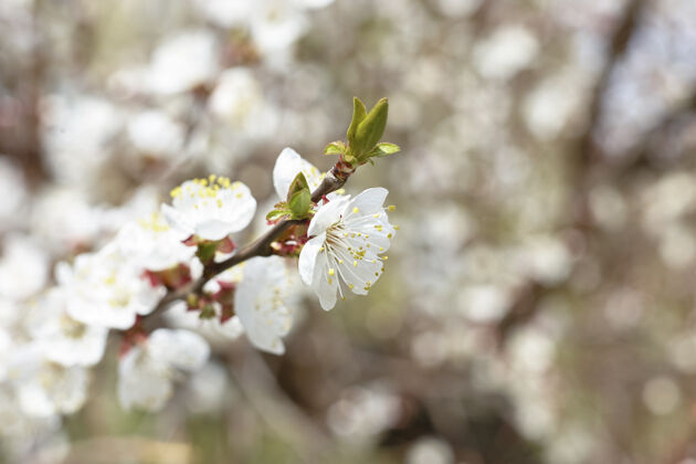 公园樱桃树布鲁姆春天浪漫的概念樱桃叶美丽