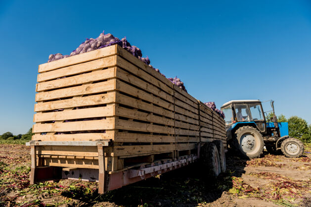 联合收割机拖拉机在田间收割甜菜根农作物自然生产