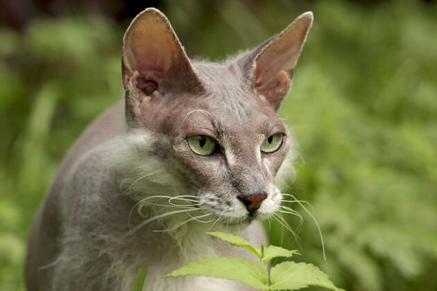绿眼睛夏天 灰猫在草地上散步动物品种秃头