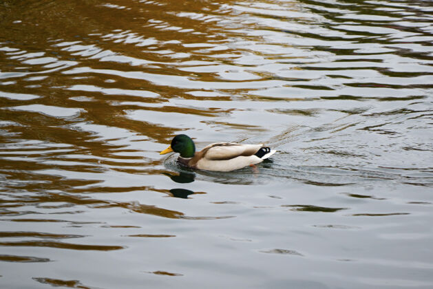肖像鸭子在湖中游泳 水面倒影和波涛 特拉凯自由蓝天半空中