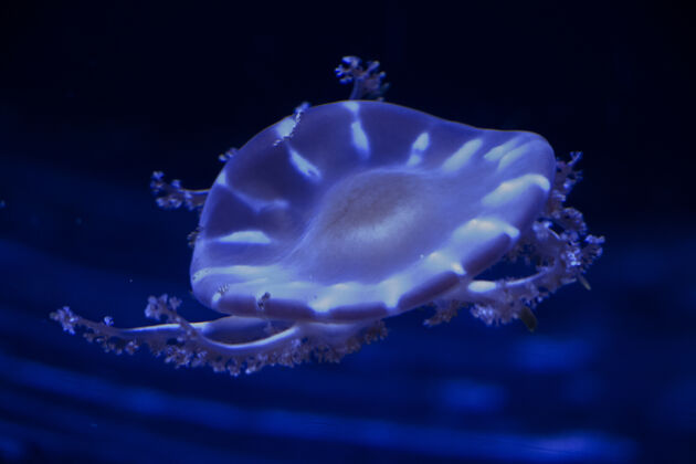 野生水母在水下 水母 海洋动物在水中 蓝色海洋热带异国情调