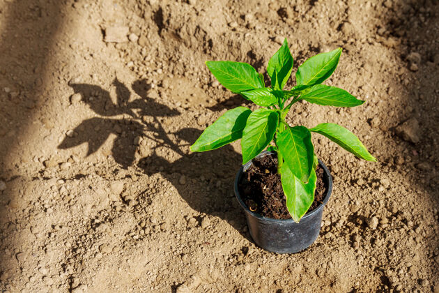 园艺青椒幼苗在地上的塑料盆里种前种植.有机种植业蔬菜栽培菜园耕作