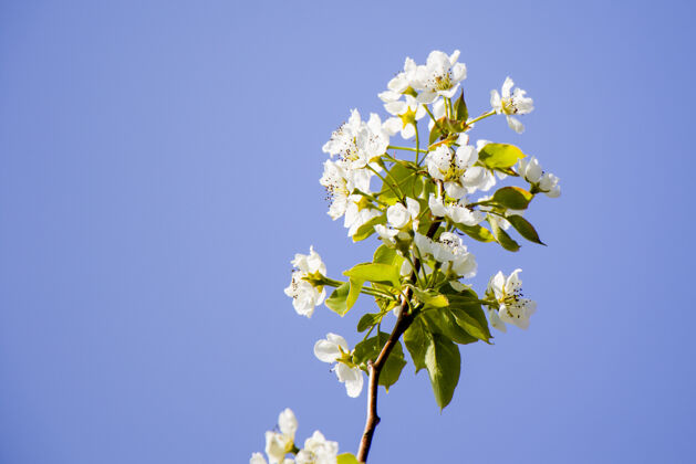 新鲜春暖花开 枝头开白花 樱花盛开的时候 大自然的背景关闭细节季节
