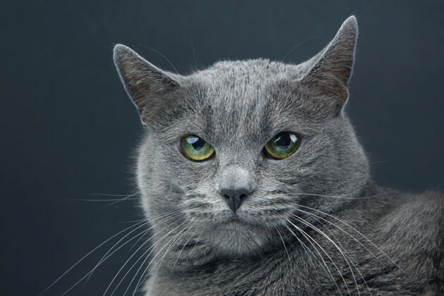 动物黑暗中美丽的灰猫背景.pet哺乳动物捕食者品种毛皮凝视