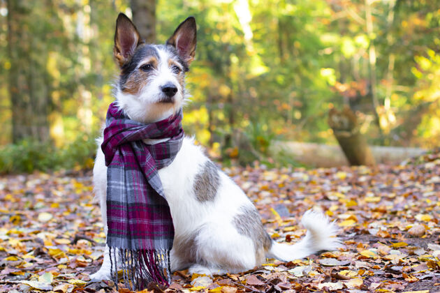 浪漫秋天的小狗 一只可爱的小狗 戴着围巾 坐在五颜六色的树叶里森林浪漫秋天 心满意足的宠物得到金色的阳光 心情愉快小狗放松木头