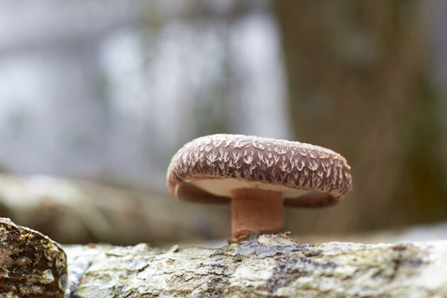 木头香菇特写镜头生长在接种木树干真菌香菇蘑菇