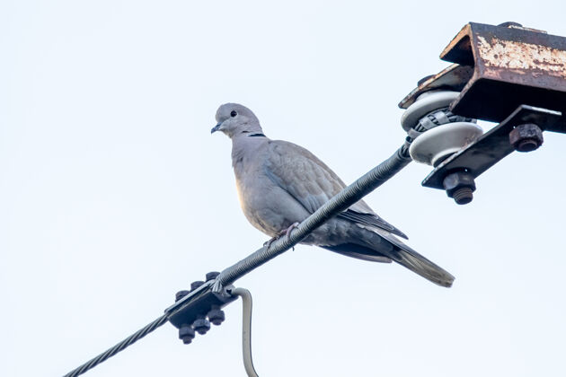 鸽子欧亚领鸽坐在电线上顶着明亮的天空动物电线羽毛