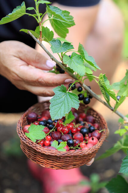 黑莓夏季收割浆果.采摘柳条里的浆果篮子.品种夏天的浆果 醋栗 醋栗红色农业黑加仑