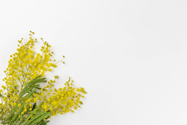 特写一束美丽的黄色含羞草花在白色的空间里为你的文字心甜蜜含羞草