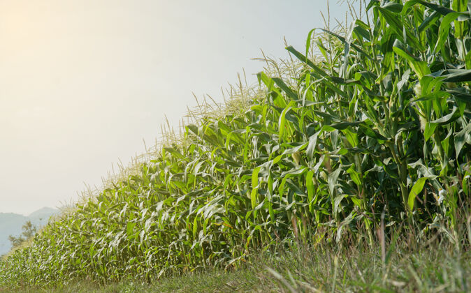 粮食低角度看一排年轻的玉米秸秆叶农业健康