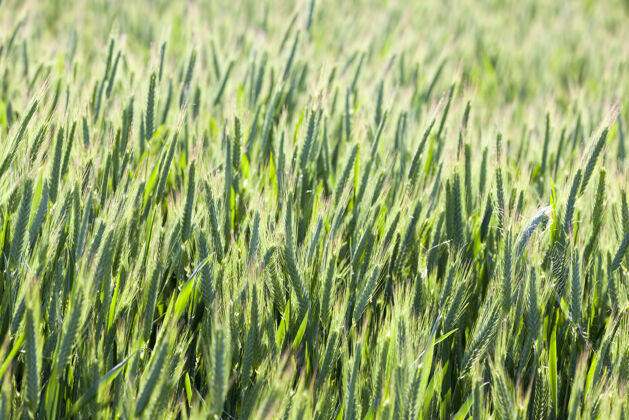 农业绿色小麦生长的农田农作物生产草农产品