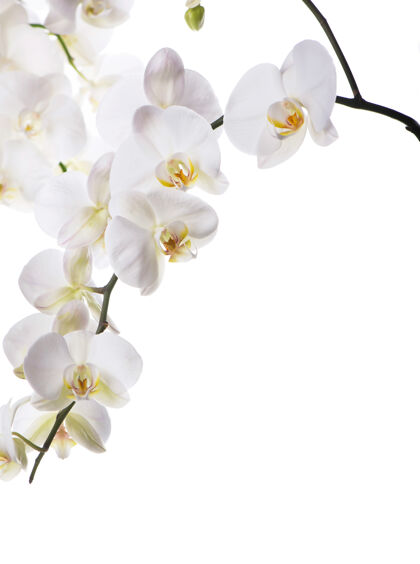 细节白色背景上开着美丽的热带兰花的树枝丛林叶子兰花