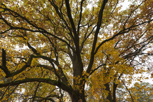 明亮秋天对大自然的影响和影响 以树木或其他植物为例木秋季公园庭院