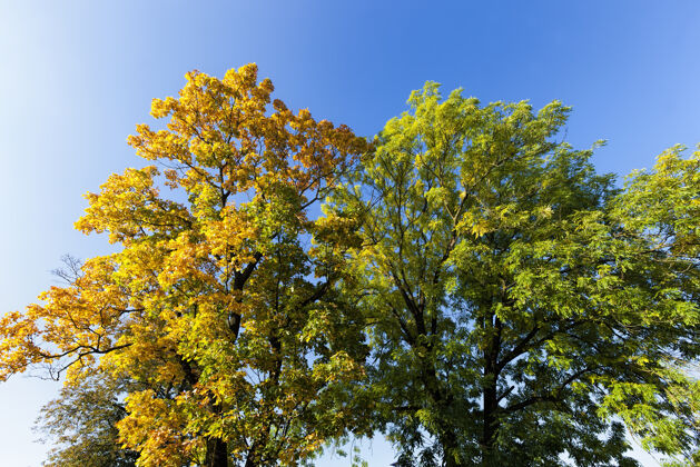阳光落叶栎树在森林里或在公园里秋天落叶硬木时间阳光
