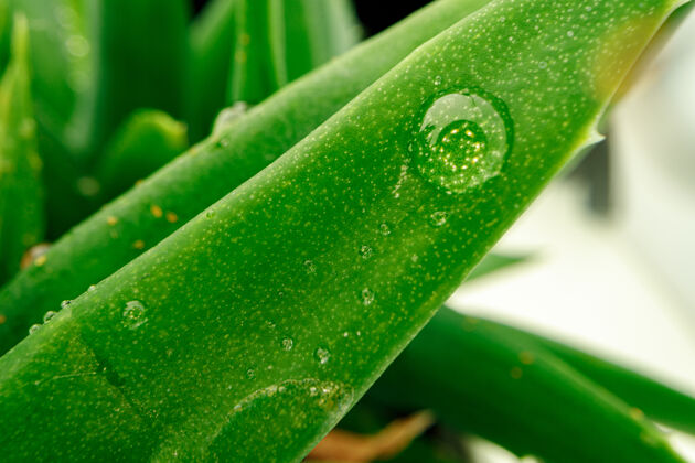 花园肉质叶子和水滴的特写照片植物花植物学