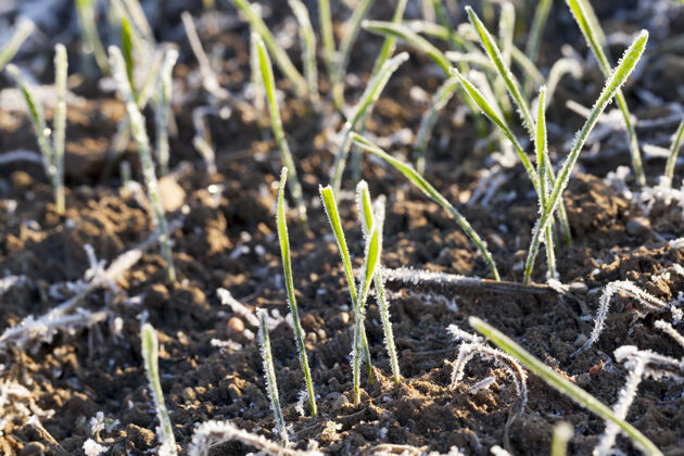 新冬天的黑麦或小麦覆盖着冰晶和霜冻生态自然草地