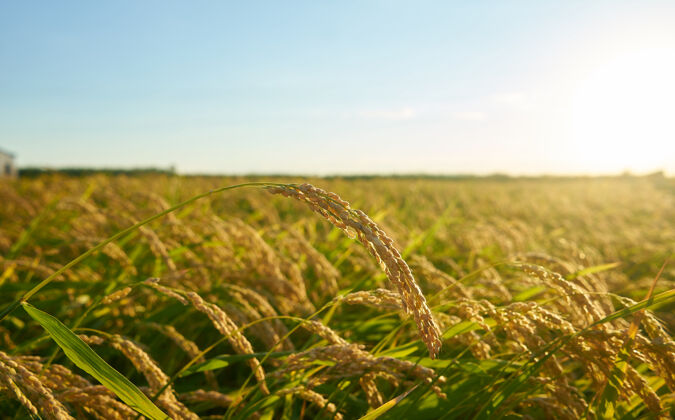 日落在瓦伦西亚的日落中 一大片绿色的稻田里 一排排绿色的水稻瓦伦西亚乡村农作物