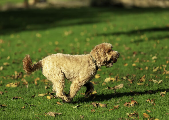 运动有趣的小红梗在秋天公园玩网球狗小狗宠物