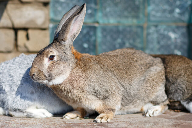 鼻子大棕色兔子特写镜头晒太阳自然耳朵哺乳动物