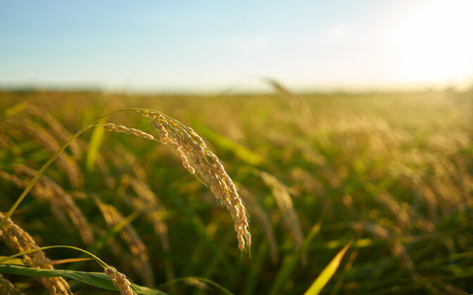 种植园巴伦西亚日落时种植水稻的细节 种植园在外福克斯赖斯植物种子中的谷物食物农业植物