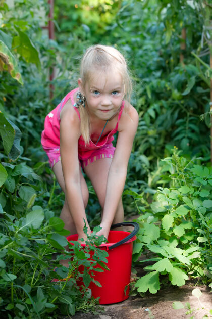 婴儿温室里的小女孩正在收获西红柿自然儿童农作物