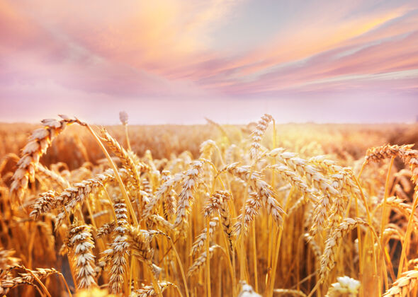美丽麦田 近距离拍摄成熟的麦穗自然生长新鲜春天农业