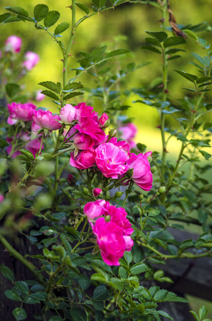 花园在户外花园里开花的粉红色的小灌木玫瑰特写情人节草